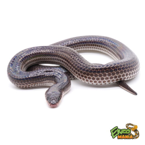 Лучистая змея (Xenopeltys unicolor) фото 2