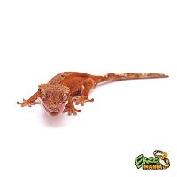 Реснитчатый бананоед Red Bi-color Dalmatian