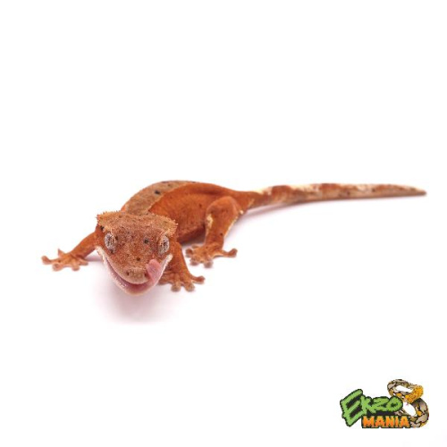 Реснитчатый бананоед Red Bi-color Dalmatian