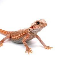 Бородатая агама (Pogona vitticeps) Hypo Trans het Zero
