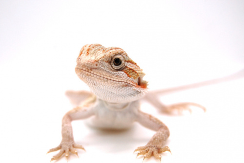 Бородатая агама  (Pogona vitticeps) Hypo het Zero, Trans фото 5