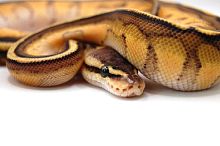 Королевский питон (Python regius) G-stripe pastel