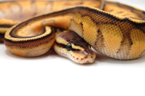Королевский питон (Python regius) G-stripe pastel