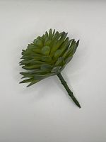 Суккулент 7.2