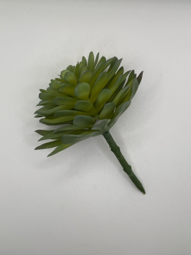 Суккулент 7.2