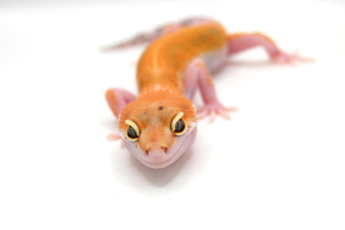 Пятнистый эублефар (Eublepharis macularius) White&Yellow (2025г) фото 3