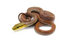 Полоз краснохвостый (Gonyosoma oxycephalum) 26.02.25г