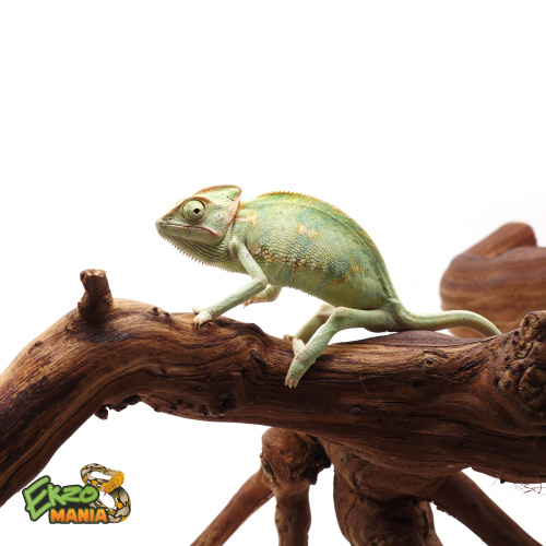 Йеменский хамелеон самка фото 2