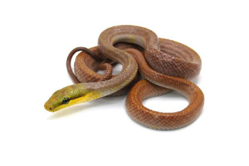 Полоз краснохвостый (Gonyosoma oxycephalum) 26.02.25г