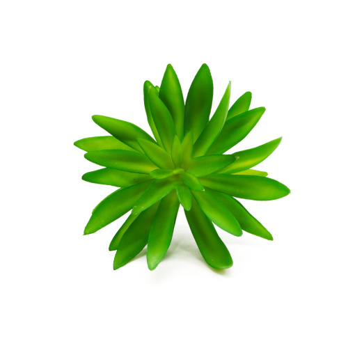 Суккулент 25 фото 2