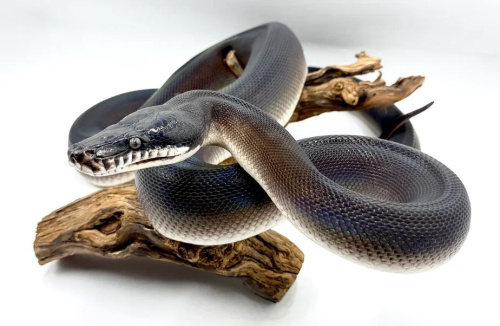 Белогубый питон северный (Leiopython hoserae) фото 2