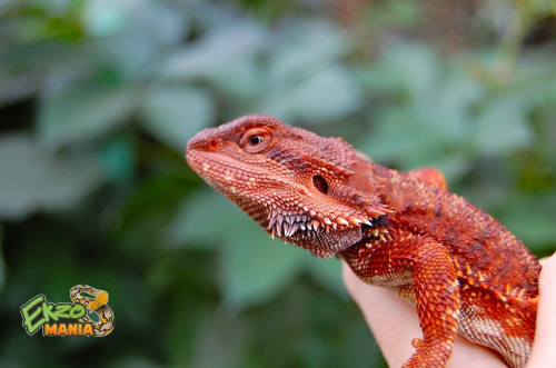 Бородатая агама (Pogona vitticeps) Red Monster фото 4