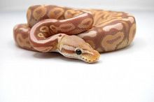 Королевский питон (Python regius) Banana Pastel