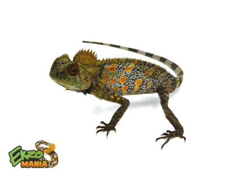 углоглав гоноцефал хамелеоновый (Gonocephalus chamaeleontinus) Central java фото 2