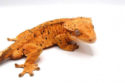 Реснитчатый бананоед (Rhacodactylus ciliatus) Orange Super Dalmatian (самец) фото 2