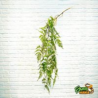 Папоротник ампельный