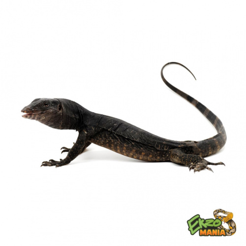 Полосатый варан Black Dragon (Varanus salvator komaini)