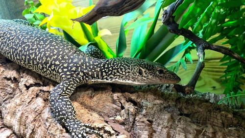 Варан мангровый (Varanus indicus) фото 3