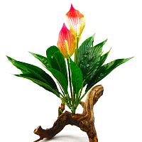 Спатифиллум