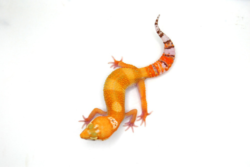 Пятнистый эублефар (Eublepharis macularius) Sunglow фото 2