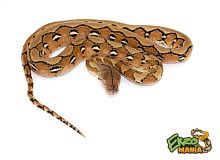Питон (siblings Leucistic CB) (самка)