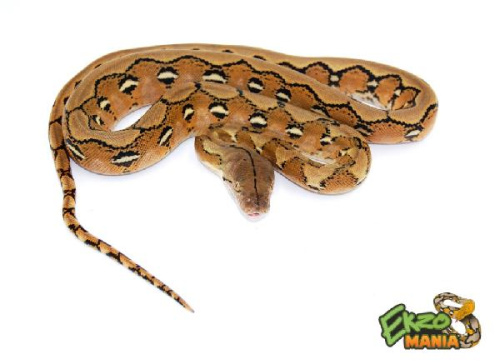 Питон (siblings Leucistic CB) (самка)