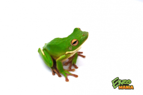 Белогубая квакша (Litoria infrafernata)