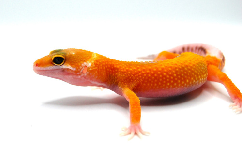 Пятнистый эублефар (Eublepharis macularius) Super Hypo Tangerine W&Y (2025г) фото 2