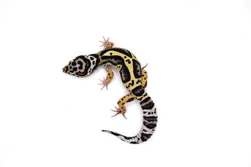 Пятнистый эублефар (Eublepharis macularius) Mack Snow Black Night (2025г) фото 2