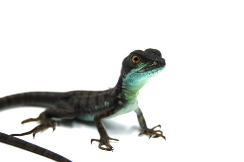 Василиск шлемоносный (Basiliscus basiliscus) фото 2