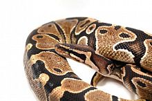 Королевский питон (Python regius) Normal 66% het Lavander Albino Piebald