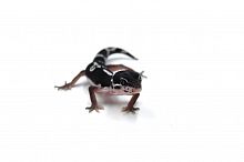 Пятнистый эублефар (Eublepharis macularius) Mack Snow cross Black Night het Eclipse, 66% het Tremper Albino (2025г)