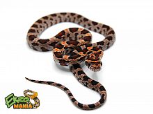 Маисовый полоз (Pantherophis guttatus) Okeetee