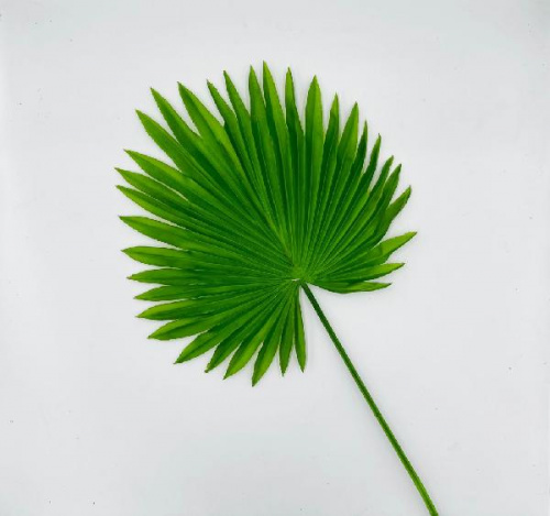 Трахикарпус лист