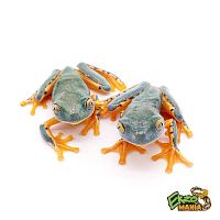 Квакша Сильвия (Cruziohyla sylviae)