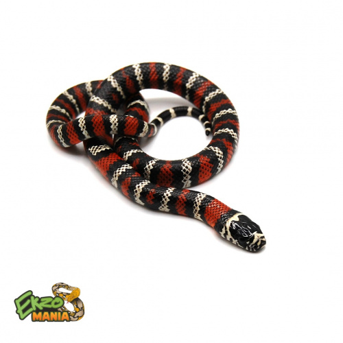 Молочная змея андская (Lampropeltis triangulum andesiana) фото 2