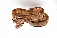 Удав императорский (Boa constrictor imperator) Hypo Motley het Kahl albino (самец)