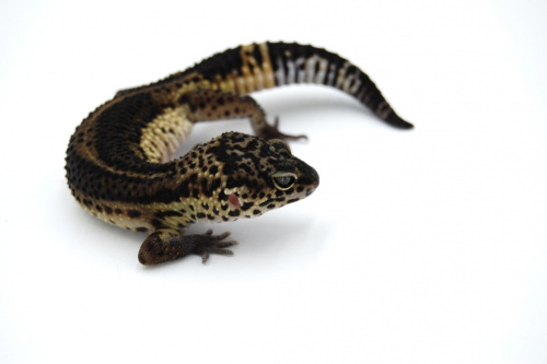 Пятнистый эублефар (Eublepharis macularius) Black Night (самка) 26/1 фото 3