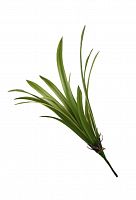 Ванда (куст)