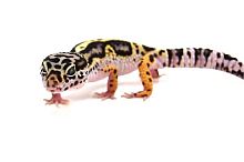 Пятнистый эублефар (Eublepharis macularius) Mack Snow Black Night (2025г)