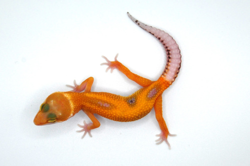 Пятнистый эублефар (Eublepharis macularius) Super Hypo Tangerine W&Y (2025г) фото 3