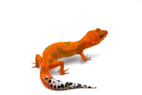 Пятнистый эублефар (Eublepharis macularius) Inferno (2025г) фото 7