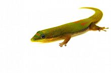 Фельзума широкохвостая (Phelsuma laticauda)
