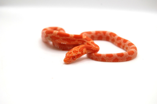 Маисовый полоз (Pantherophis guttatus) Albino фото 2