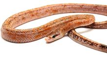Тонкохвостый полоз (Orthrophis taeniurus Calico)