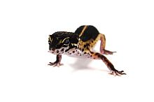 Пятнистый эублефар (Eublepharis macularius) Black Night (12.3.2990) (2025г)