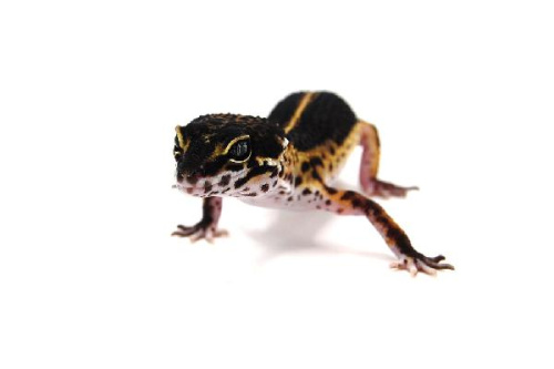 Пятнистый эублефар (Eublepharis macularius) Black Night (12.3.2990) (2025г)