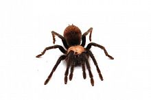 Паук Brachypelma albiceps н/о L 5