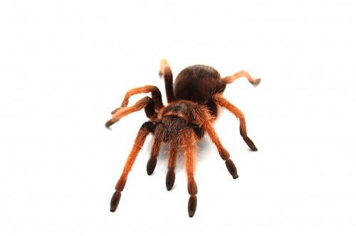 Brachypelma emilia самка L5 фото 2