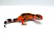 Пятнистый эублефар (Eublepharis macularius) Blood (2025г)